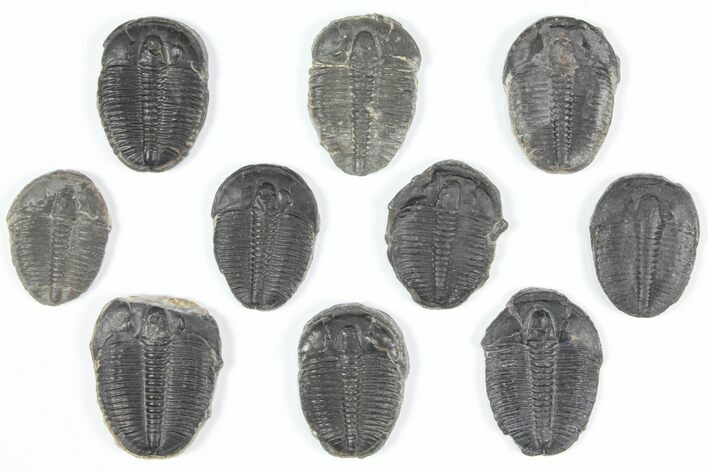 Lot: Elrathia Trilobites - Pieces #92076